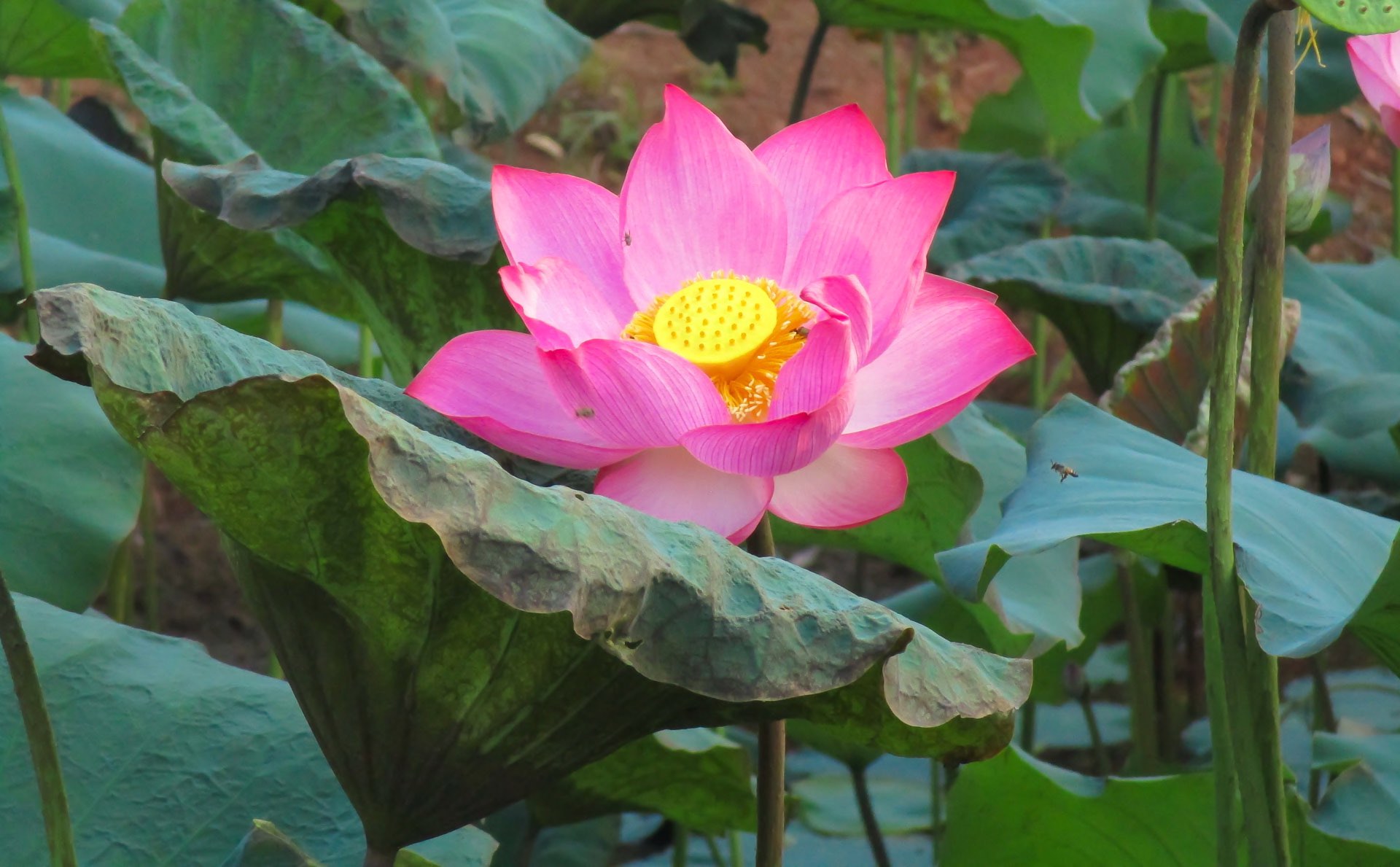 lotus flower cambodia