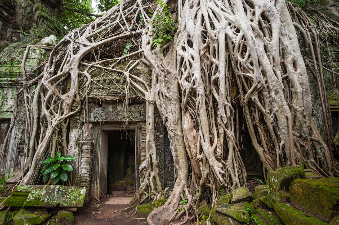 Ta Prohm Wycieczka - Ta Prohm